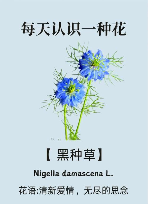 黑种草的主要价值有哪些，黑种草的主要价值有哪些特点-第2张图片-优品飞百科