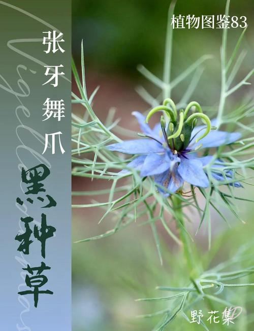 黑种草的主要价值有哪些，黑种草的主要价值有哪些特点-第3张图片-优品飞百科