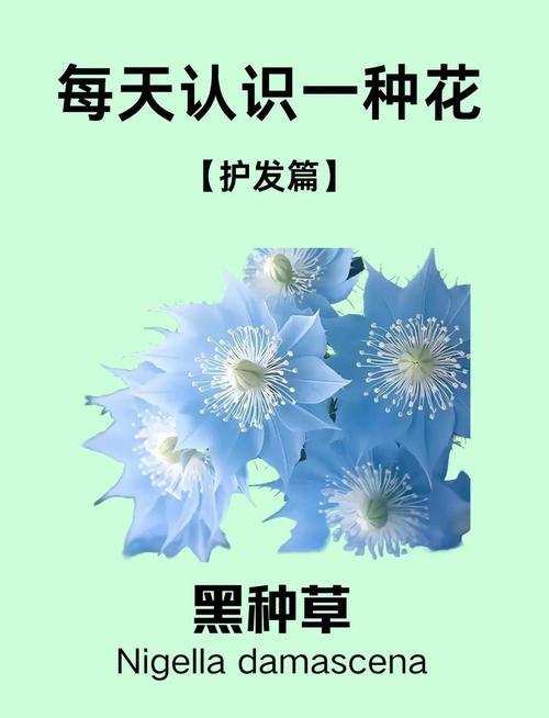 黑种草的主要价值有哪些，黑种草的主要价值有哪些特点-第5张图片-优品飞百科