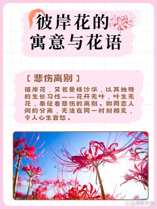 彼岸花的寓意，紫蓝色彼岸花的寓意，紫色彼岸花代表什么意思-第4张图片-优品飞百科