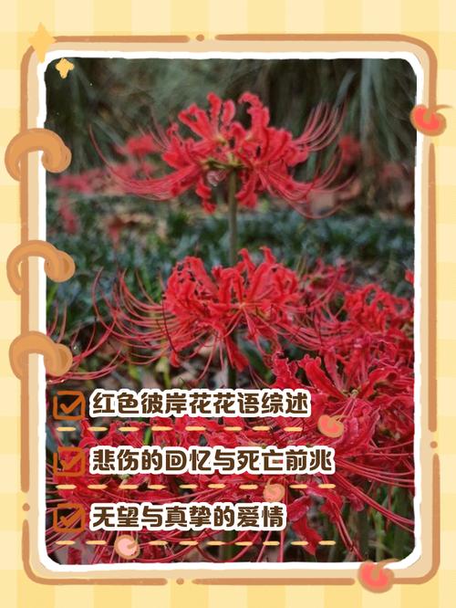 彼岸花的寓意，紫蓝色彼岸花的寓意，紫色彼岸花代表什么意思-第5张图片-优品飞百科