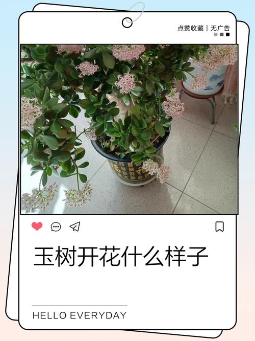 玉树开花的寓意，玉树开花的寓意和花语？-第1张图片-优品飞百科