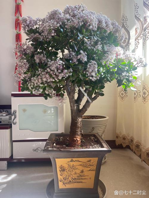 玉树开花的寓意，玉树开花的寓意和花语？-第2张图片-优品飞百科