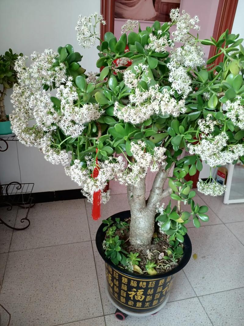 玉树开花的寓意，玉树开花的寓意和花语？-第3张图片-优品飞百科