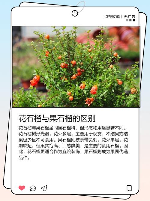 石榴花的风水作用?石榴花的风水作用是什么?-第1张图片-优品飞百科 石榴花的风水作用?石榴花的风水作用是什么?-第1张图片-优品飞百科