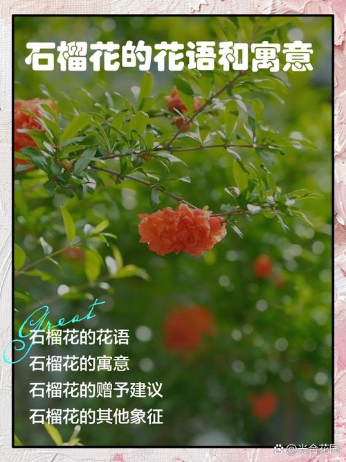 石榴花的风水作用?石榴花的风水作用是什么?-第2张图片-优品飞百科 石榴花的风水作用?石榴花的风水作用是什么?-第2张图片-优品飞百科