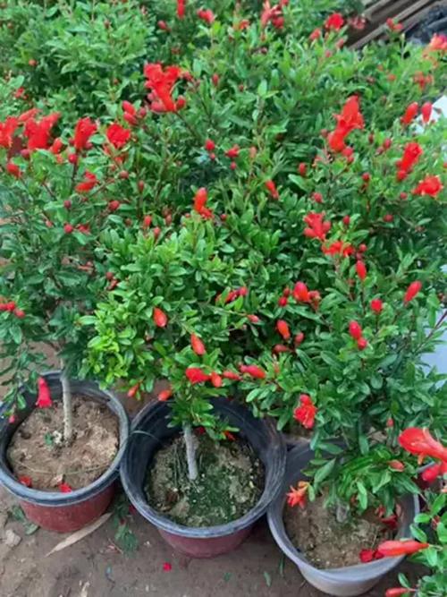 石榴花的风水作用?石榴花的风水作用是什么?-第3张图片-优品飞百科 石榴花的风水作用?石榴花的风水作用是什么?-第3张图片-优品飞百科