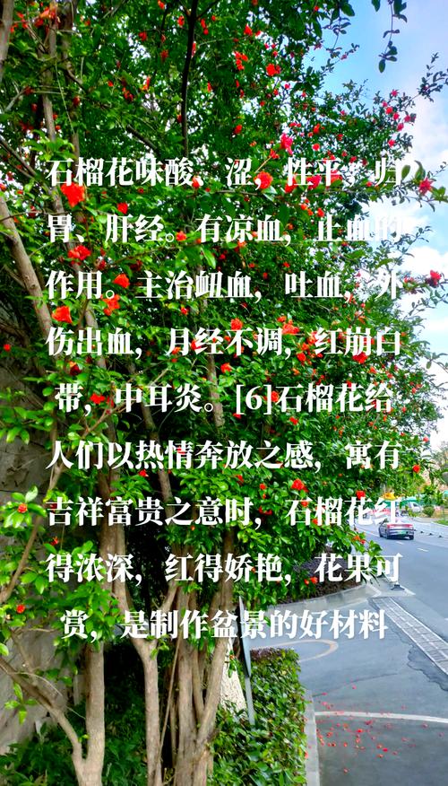 石榴花的风水作用?石榴花的风水作用是什么?-第4张图片-优品飞百科 石榴花的风水作用?石榴花的风水作用是什么?-第4张图片-优品飞百科
