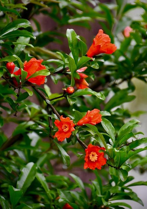 石榴花的风水作用?石榴花的风水作用是什么?-第5张图片-优品飞百科 石榴花的风水作用?石榴花的风水作用是什么?-第5张图片-优品飞百科