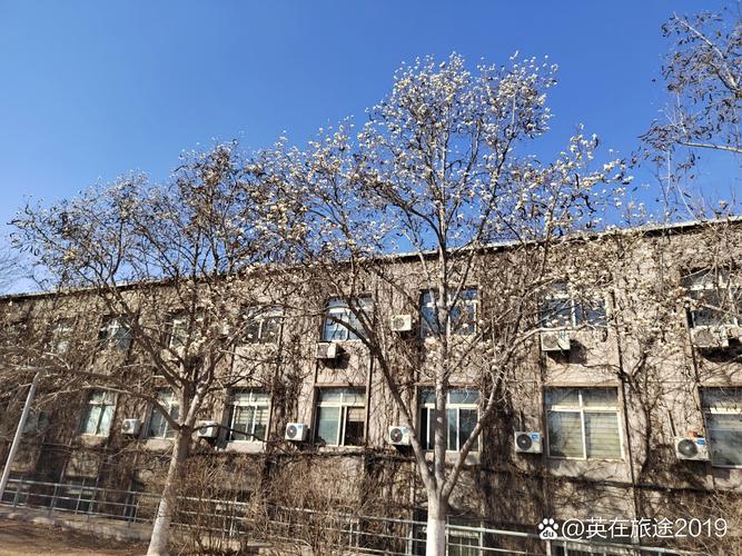 阜新适合养什么花,市花和市树是什么,阜新花卉批发市场在哪里?-第1张图片-优品飞百科 阜新适合养什么花,市花和市树是什么,阜新花卉批发市场在哪里?-第1张图片-优品飞百科