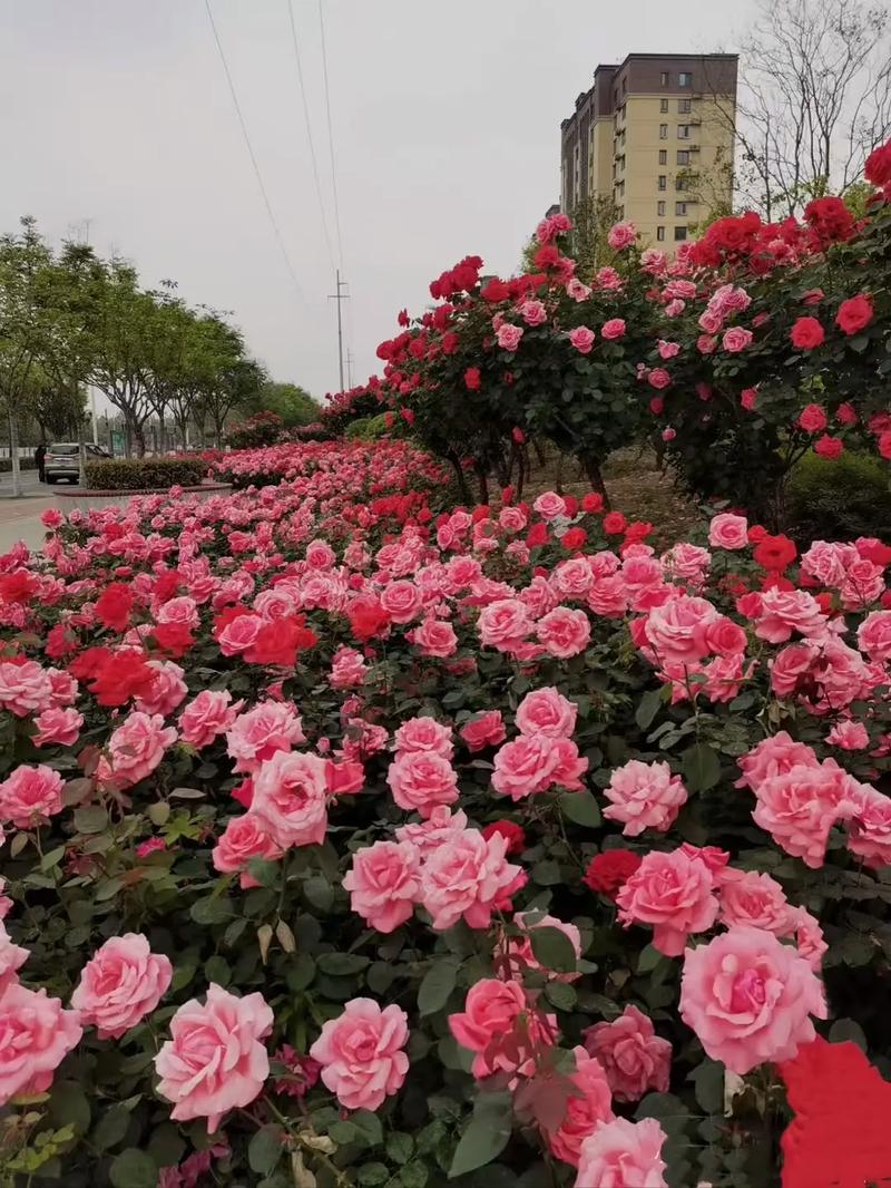 阜新适合养什么花,市花和市树是什么,阜新花卉批发市场在哪里?-第2张图片-优品飞百科 阜新适合养什么花,市花和市树是什么,阜新花卉批发市场在哪里?-第2张图片-优品飞百科