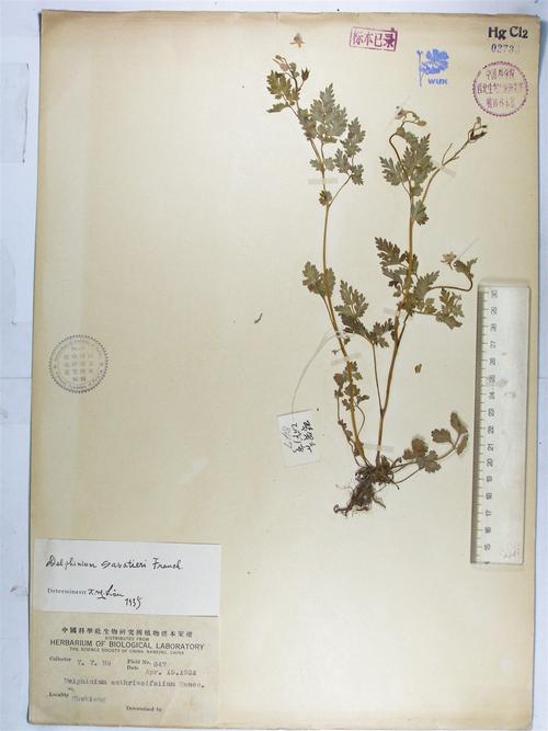 还亮草的功效与作用，还昏草的功效及作用