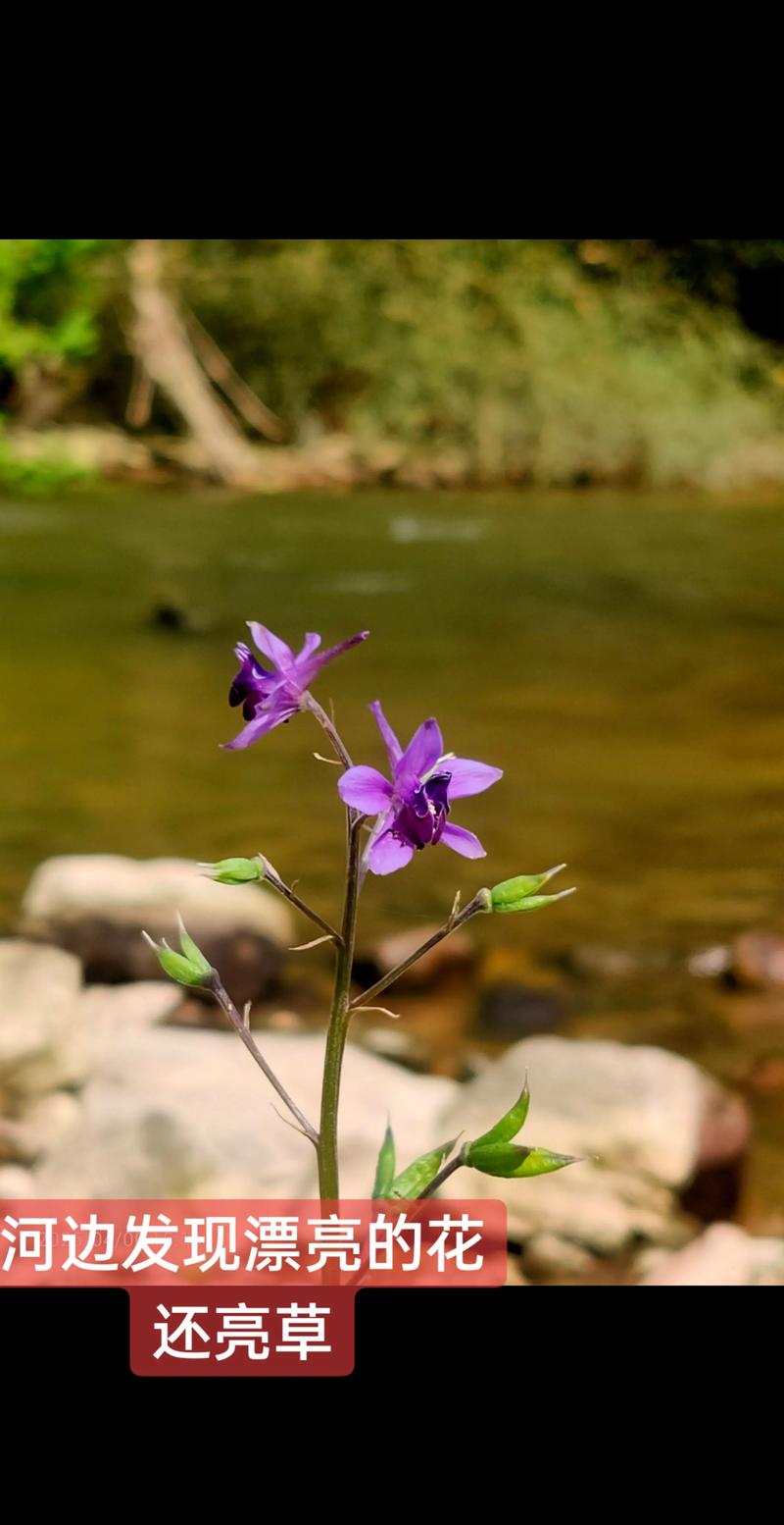 还亮草的功效与作用，还昏草的功效及作用-第3张图片-优品飞百科