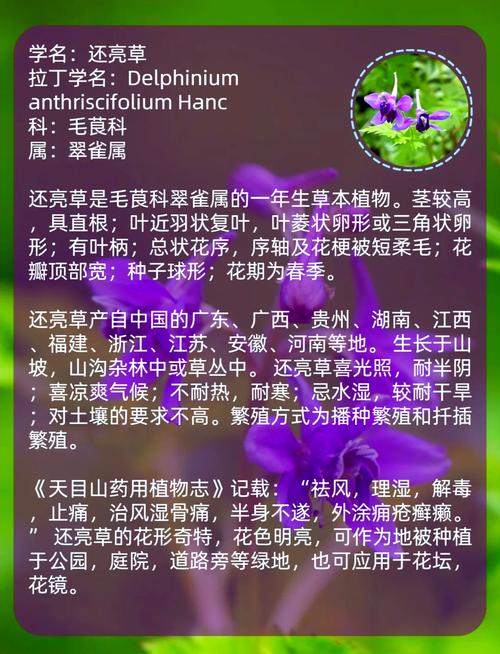 还亮草的功效与作用，还昏草的功效及作用-第2张图片-优品飞百科