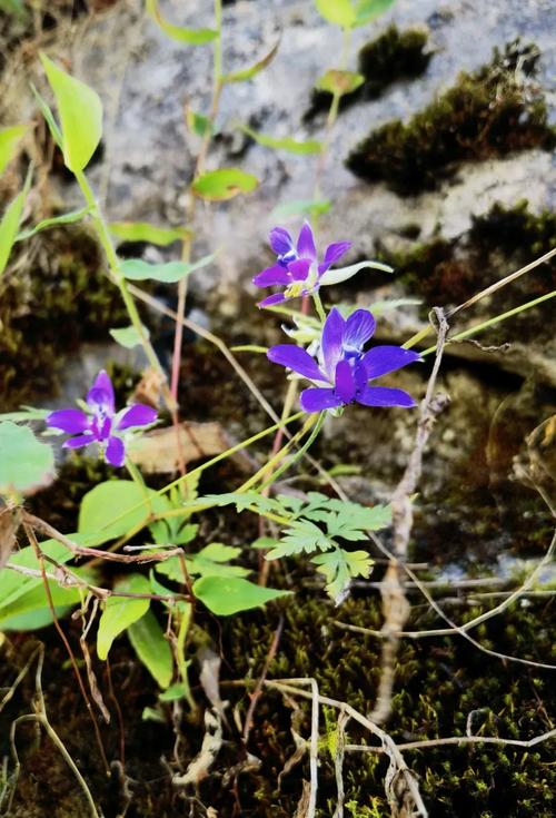 还亮草的功效与作用，还昏草的功效及作用-第4张图片-优品飞百科