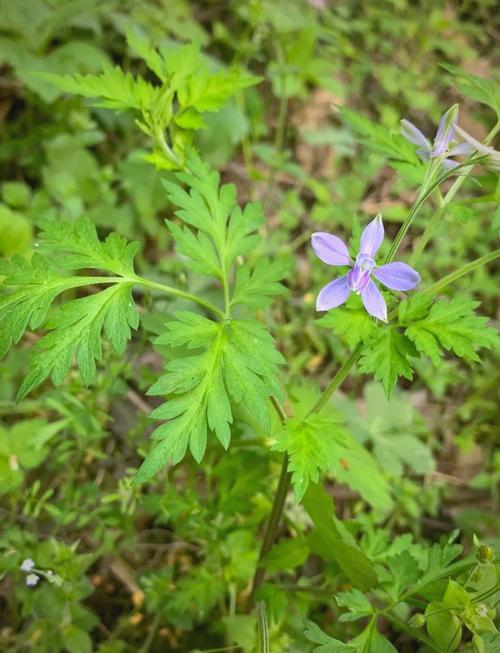还亮草的功效与作用，还昏草的功效及作用-第5张图片-优品飞百科