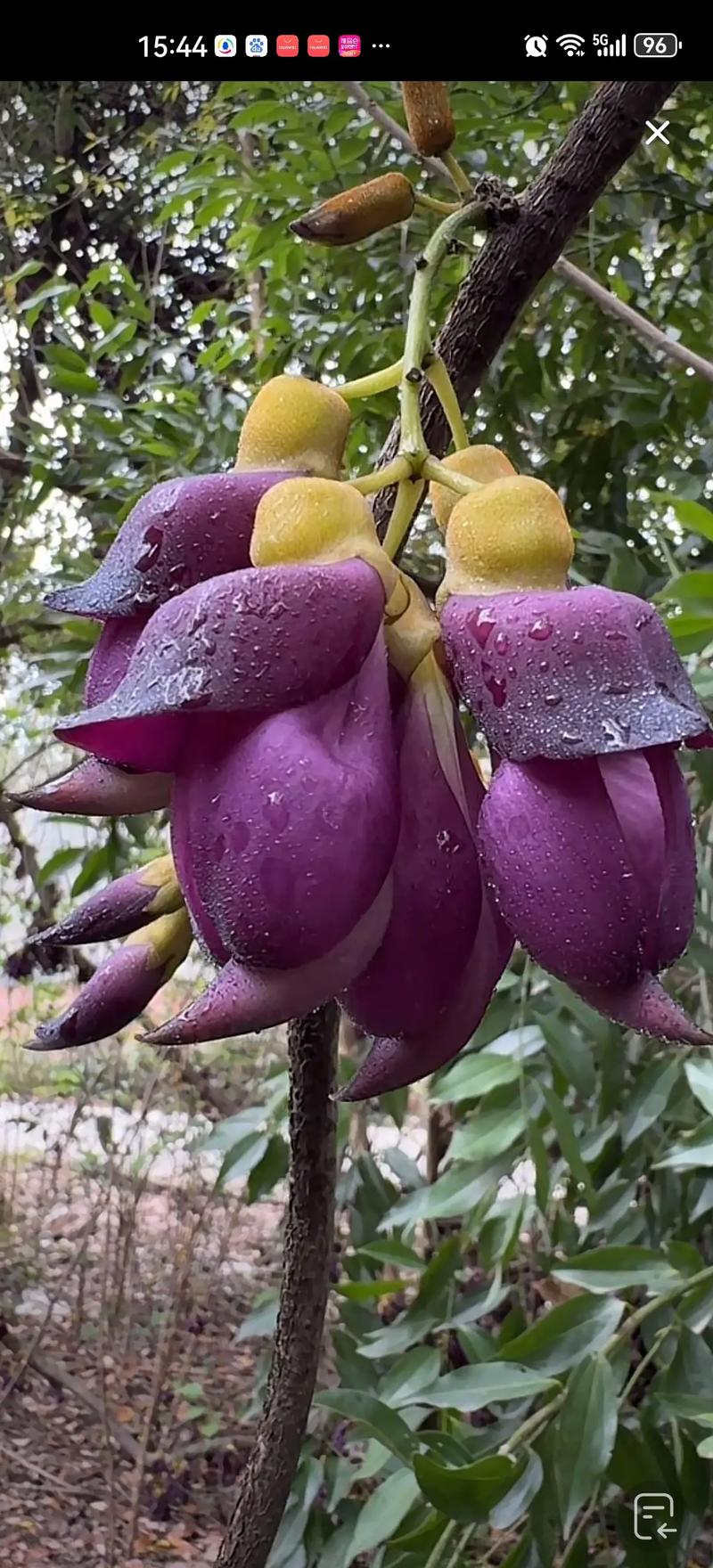 还亮草的功效与作用，还昏草的功效及作用-第6张图片-优品飞百科