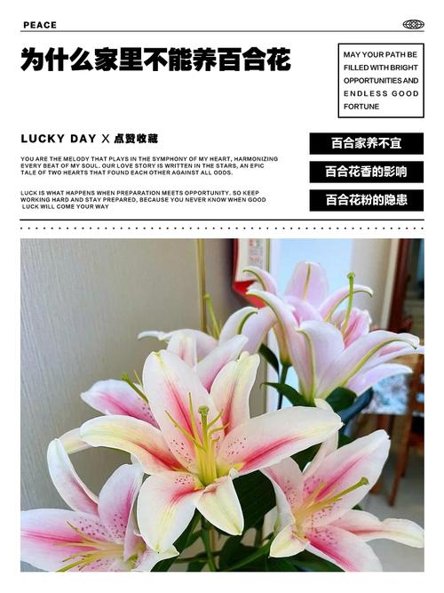 百合花能放客厅吗，百合花可以放客厅吗？-第1张图片-优品飞百科