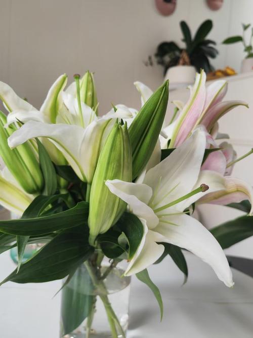 百合花能放客厅吗，百合花可以放客厅吗？-第3张图片-优品飞百科