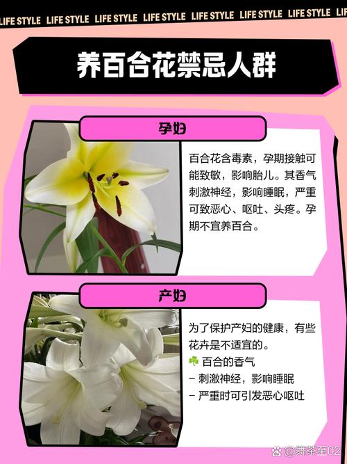 百合花能放客厅吗，百合花可以放客厅吗？-第4张图片-优品飞百科