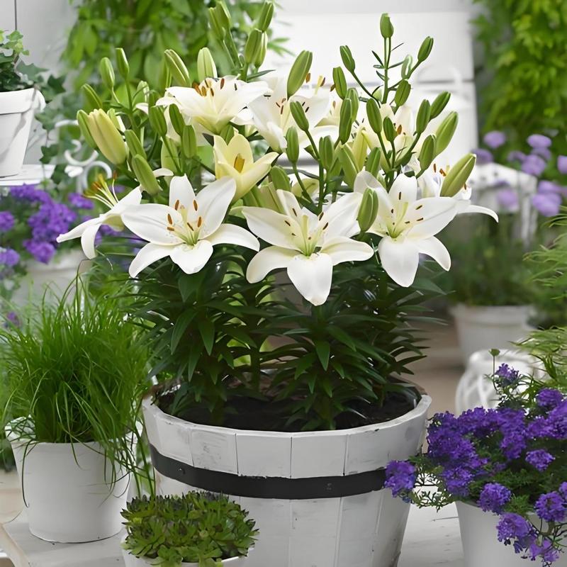 百合花能放客厅吗，百合花可以放客厅吗？-第7张图片-优品飞百科