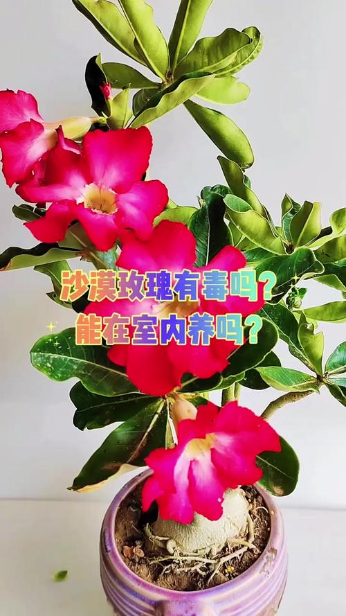 室内沙漠玫瑰有毒吗，几年会开花，沙漠玫瑰室内可以养吗？-第1张图片-优品飞百科
