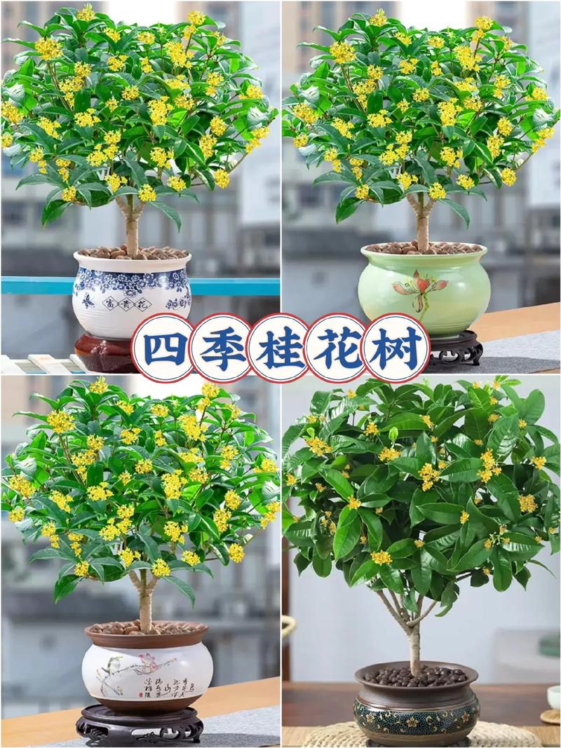 郴州适合养什么花，市花和市树是什么？郴州市适合种什么树？-第1张图片-优品飞百科