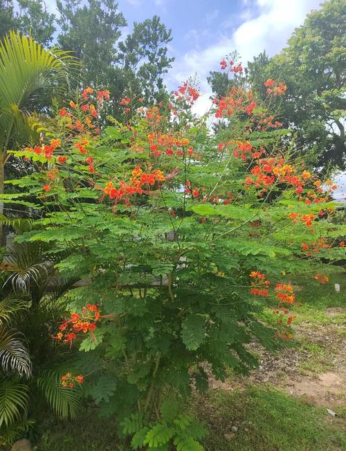 郴州适合养什么花，市花和市树是什么？郴州市适合种什么树？-第2张图片-优品飞百科