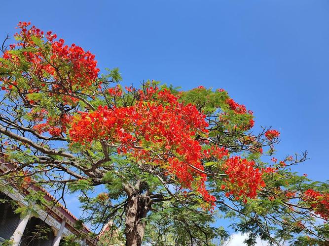 郴州适合养什么花，市花和市树是什么？郴州市适合种什么树？-第3张图片-优品飞百科
