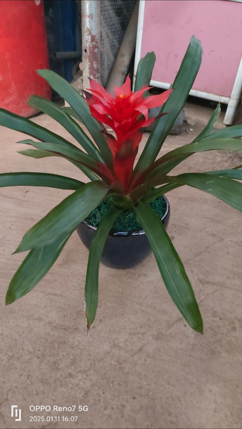 郴州适合养什么花，市花和市树是什么？郴州市适合种什么树？-第4张图片-优品飞百科