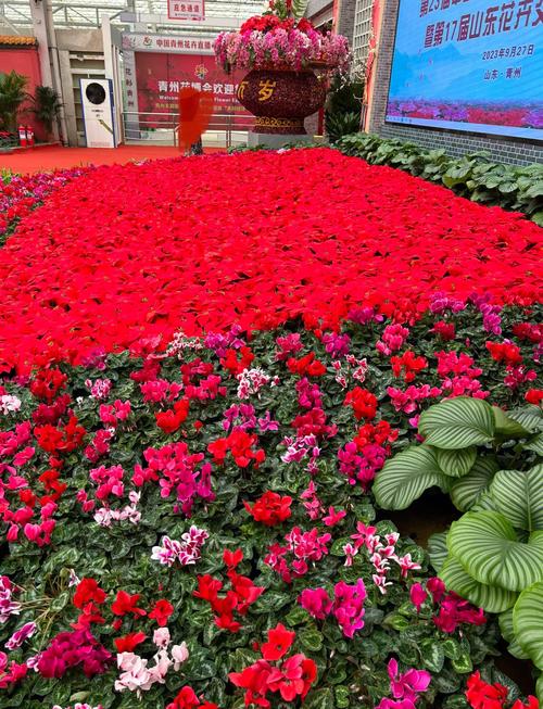 郴州适合养什么花，市花和市树是什么？郴州市适合种什么树？-第5张图片-优品飞百科