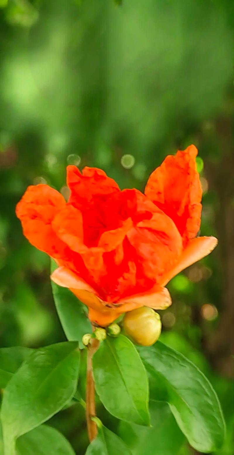 郴州适合养什么花，市花和市树是什么？郴州市适合种什么树？-第8张图片-优品飞百科