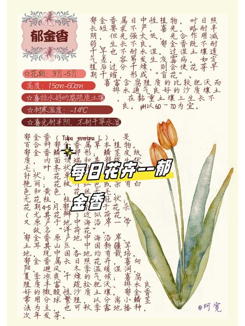 郁金香有什么样的故事呢？郁金香 故事？-第2张图片-优品飞百科