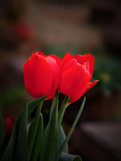 郁金香有什么样的故事呢？郁金香 故事？-第3张图片-优品飞百科