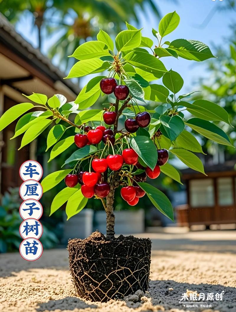 大樱桃苗的品种和费用，大樱桃苗种植技术？-第2张图片-优品飞百科