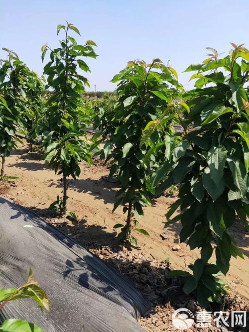 大樱桃苗的品种和费用，大樱桃苗种植技术？-第3张图片-优品飞百科