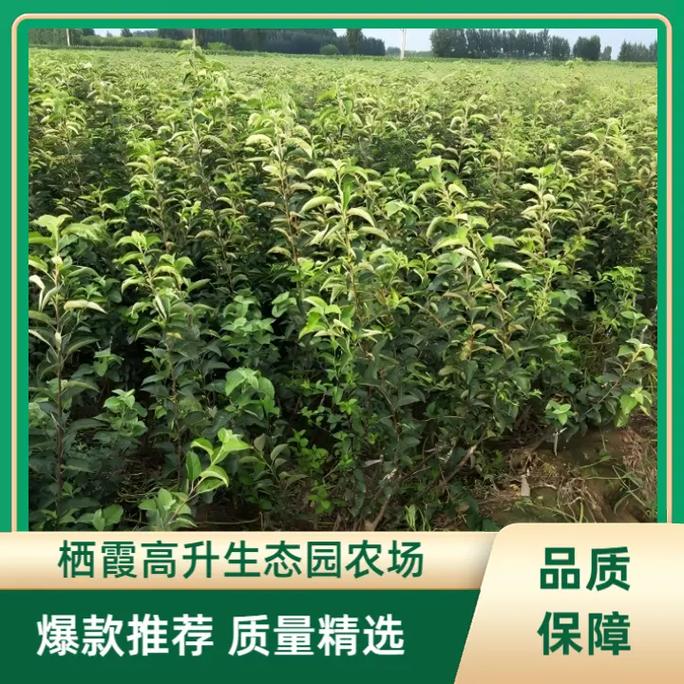大樱桃苗的品种和费用，大樱桃苗种植技术？-第4张图片-优品飞百科