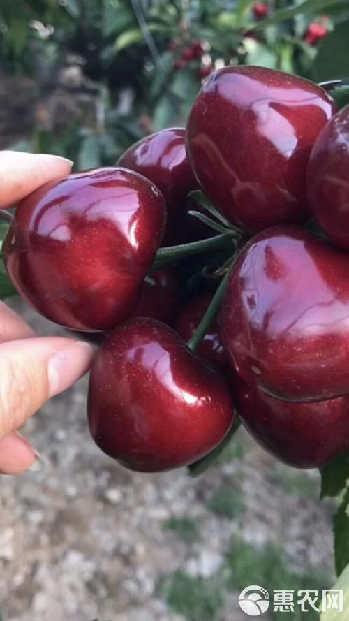 大樱桃苗的品种和费用，大樱桃苗种植技术？-第5张图片-优品飞百科