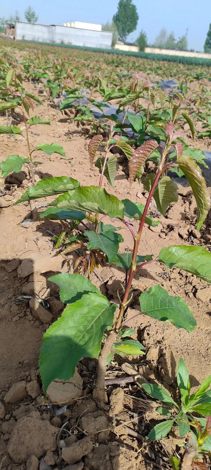 大樱桃苗的品种和费用，大樱桃苗种植技术？-第6张图片-优品飞百科