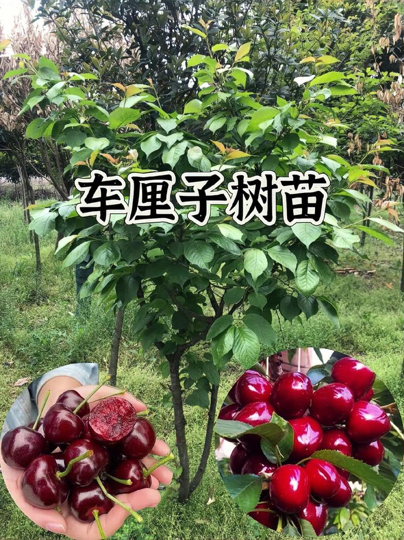 大樱桃苗的品种和费用，大樱桃苗种植技术？-第7张图片-优品飞百科