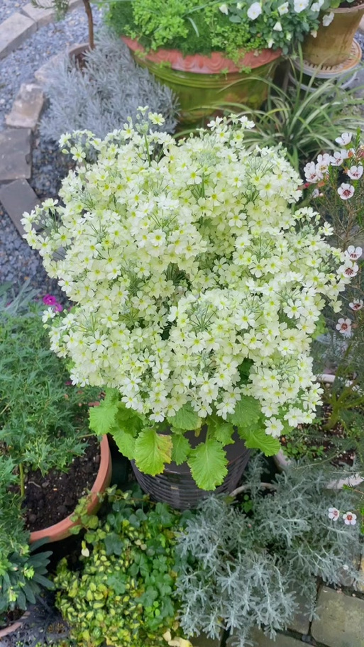 四季樱草有毒吗？，四季樱草能活几年？-第1张图片-优品飞百科