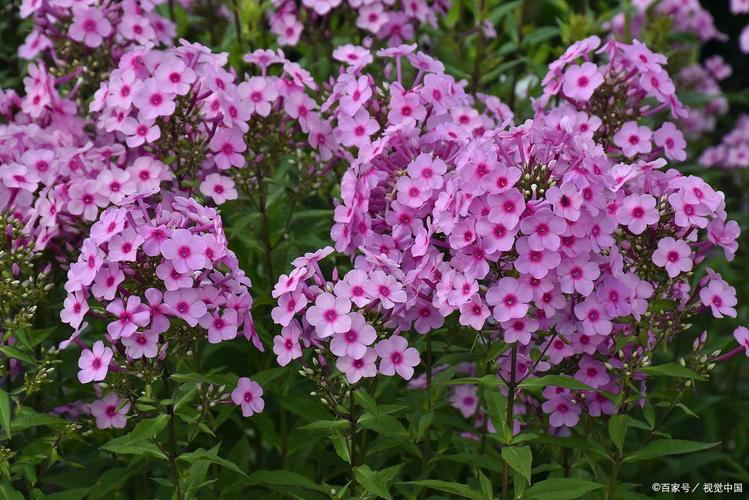 四季樱草有毒吗？，四季樱草能活几年？-第2张图片-优品飞百科