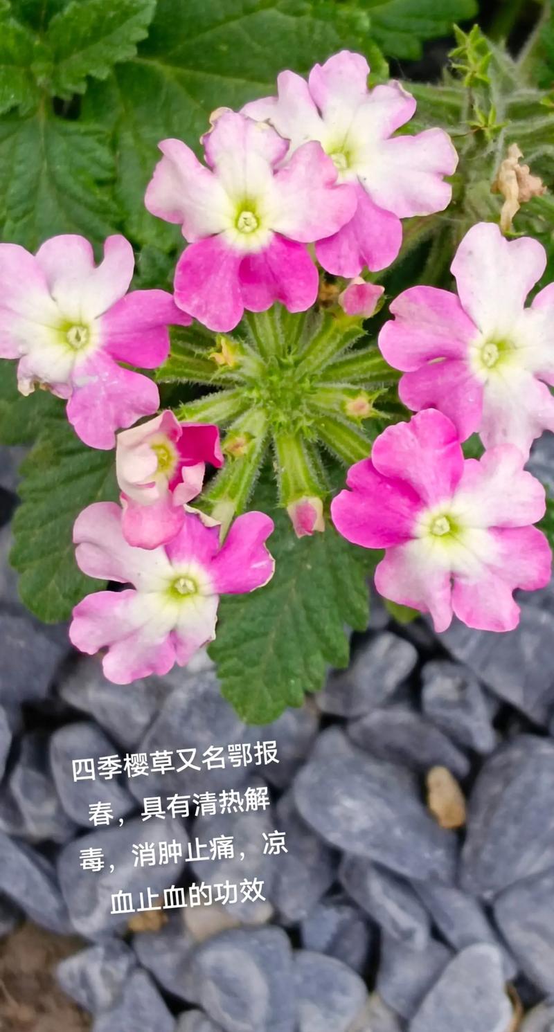 四季樱草有毒吗？，四季樱草能活几年？-第3张图片-优品飞百科