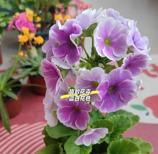 四季樱草有毒吗？，四季樱草能活几年？-第4张图片-优品飞百科