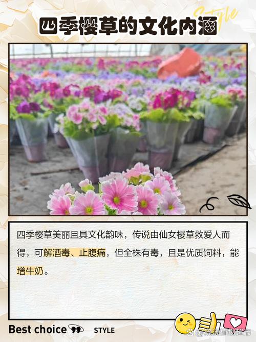 四季樱草有毒吗？，四季樱草能活几年？-第5张图片-优品飞百科