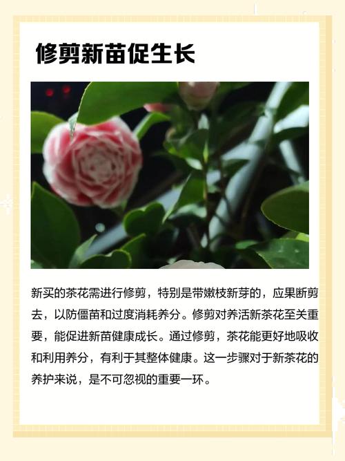 茶花如何养才能长的好，茶花的养殖方法，茶花要如何养？-第1张图片-优品飞百科