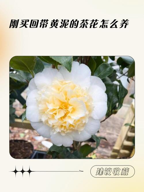 茶花如何养才能长的好，茶花的养殖方法，茶花要如何养？-第3张图片-优品飞百科