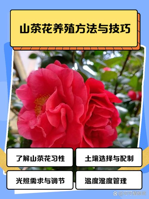 茶花如何养才能长的好，茶花的养殖方法，茶花要如何养？-第4张图片-优品飞百科