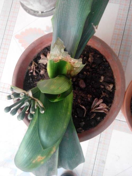 君子兰叶子发软怎么回事，叶子发软下垂能剪掉吗，君子兰叶片发软下垂还能好吗-第1张图片-优品飞百科