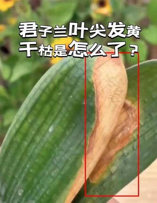 君子兰叶子发软怎么回事，叶子发软下垂能剪掉吗，君子兰叶片发软下垂还能好吗-第2张图片-优品飞百科